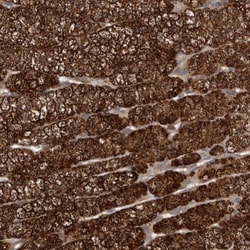 DNAJB4 Antibody, Novus Biologicals 25 &mu;L; Unlabeled:Antibodies, Polyclonal